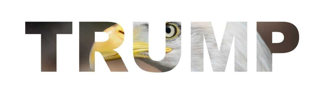 Donald trump eagle